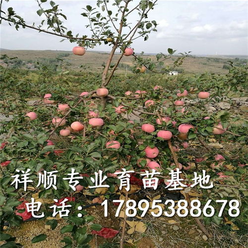 冰糖心蘋(píng)果苗 冰糖心蘋(píng)果苗新品種 冰糖心蘋(píng)果苗價(jià)格